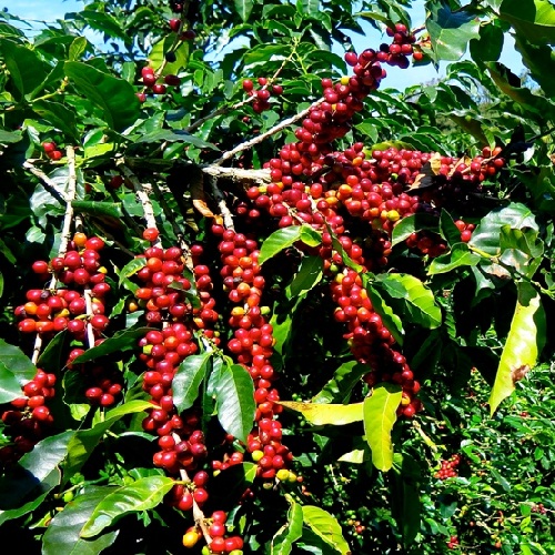 Brazil Yellow Bourbon