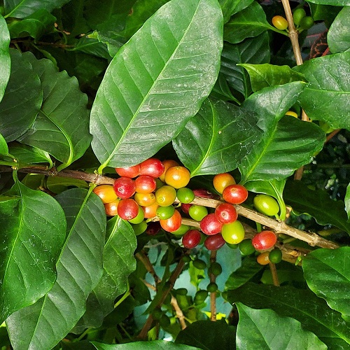 Congo Gera