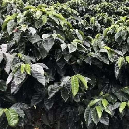 Costa Rica Tarrazu