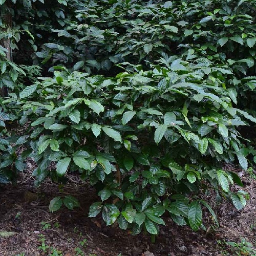 India Josuma Robusta