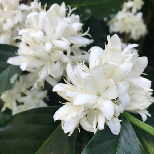 Josuma Robusta