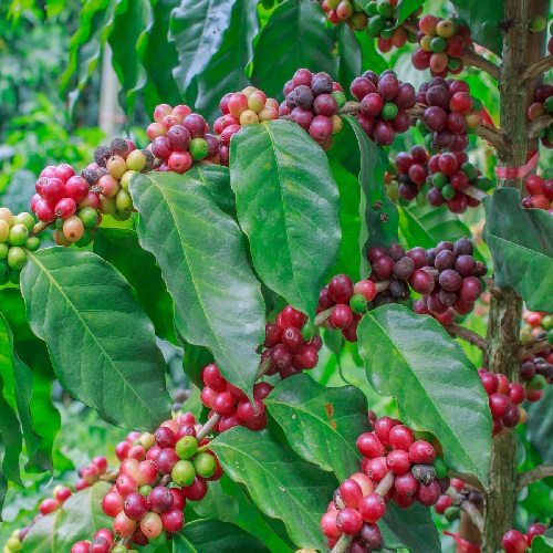 Java Taman Dadar Kayumas