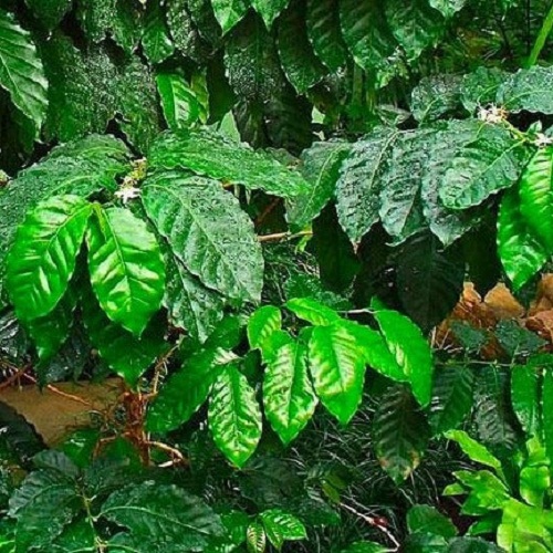Panama Jaguar Boquete