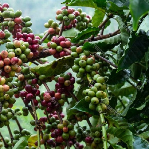 Peru FTO