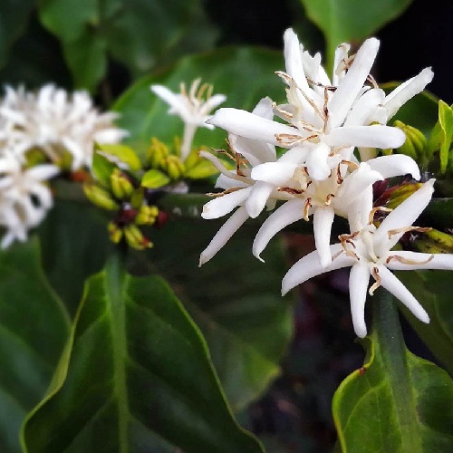 Sumatra Mandheling