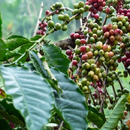 Papua New Guinea Purosa A/X