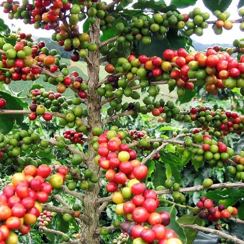 Sidama
