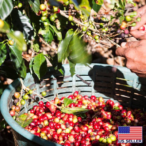 Sumatra RKG