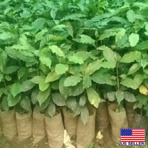 Tanzania Peaberry Plus Kitamu