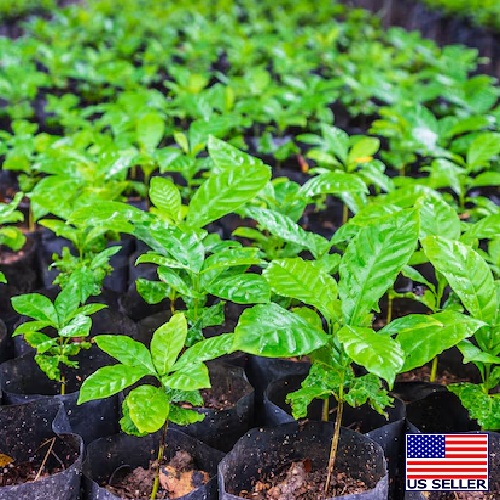 Nicaragua Jinotega