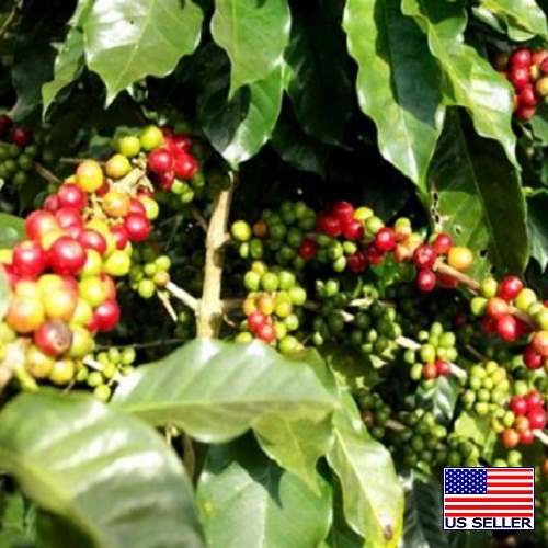 Burundi Gahahe