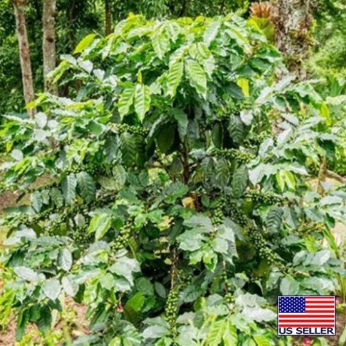 Guatemala Huehuetenango SHB