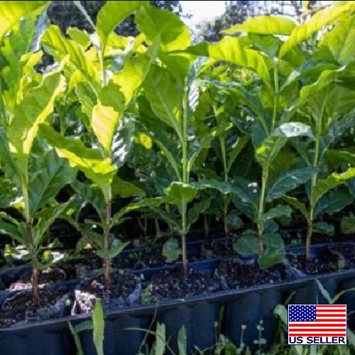 Honduras Kingdom Growers