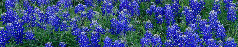 ./2023032703-Texas-bluebonnets_1783787754038