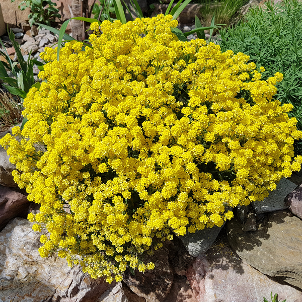 ./Basket_Of_Gold_Alyssum_1783785296208
