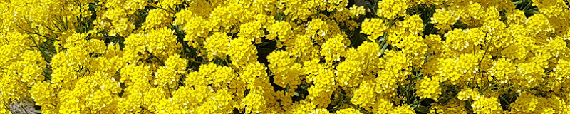 ./Basket_of_Gold_Alyssum_Wide_1783785209614