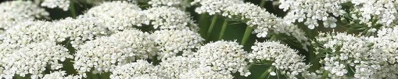 ./BishopsFlower_Wide_1783786650538
