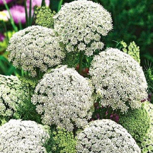 ./Bishops_Flower03_1783473878359