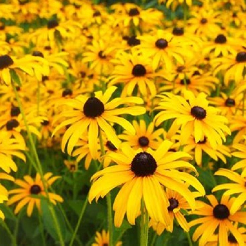 ./Black-Eye-Susan02_1783473959593