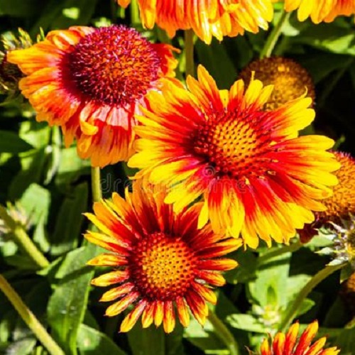 ./Blanketflower02_1783474149248