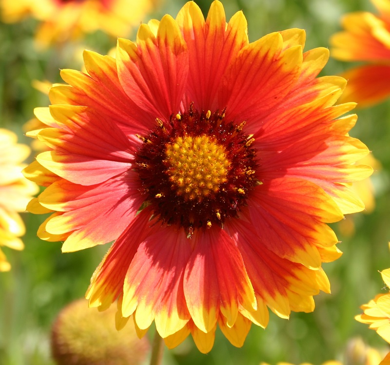 ./BlanketflowerIndianPerennial01_1783550537549