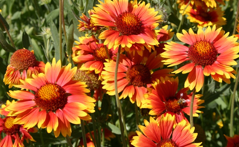 ./Blanketflower_2017-Tower-14-1_1783550429456