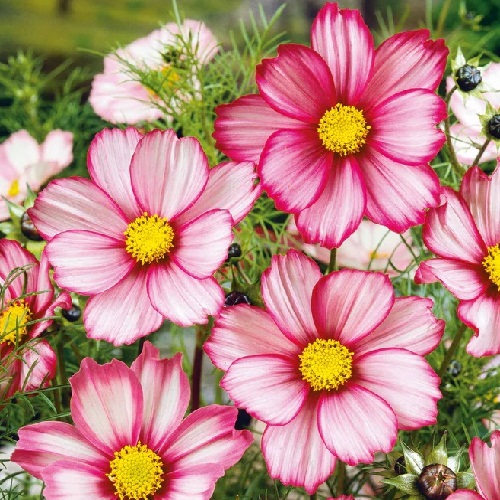 ./CandystripeCosmos001_1783478291697