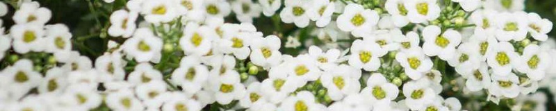 ./Carpet_of_Snow_sweet-alyssum-Wide_1783785524461