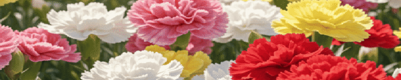 ./Chabaud_Clove_Mix_Carnation-Wide_1783828920832