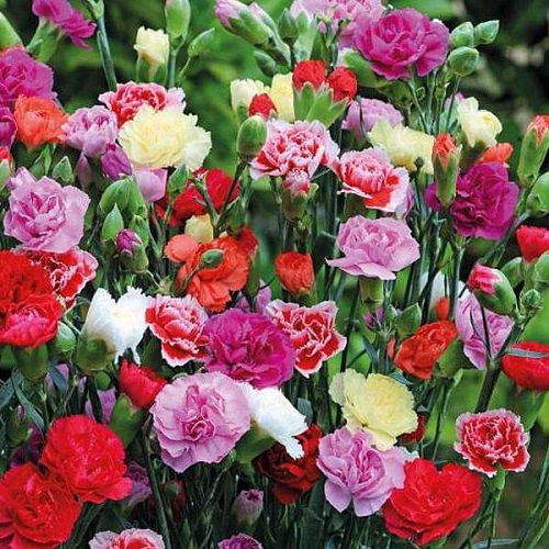 ./Chabaud_Clove_Mix_Carnation_2_1783828987840