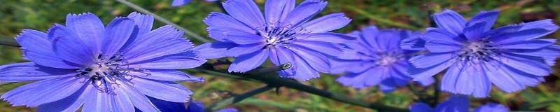./Chicory1_1783829219447