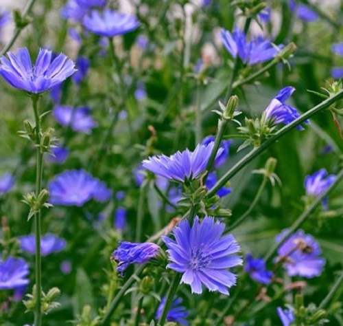 ./Chicory_2_1783829227011