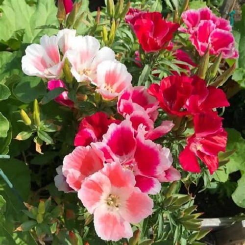 ./Clarkia01_1783477004647