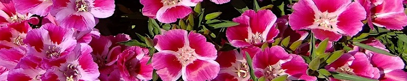 ./Clarkia_Wide_1783831245480