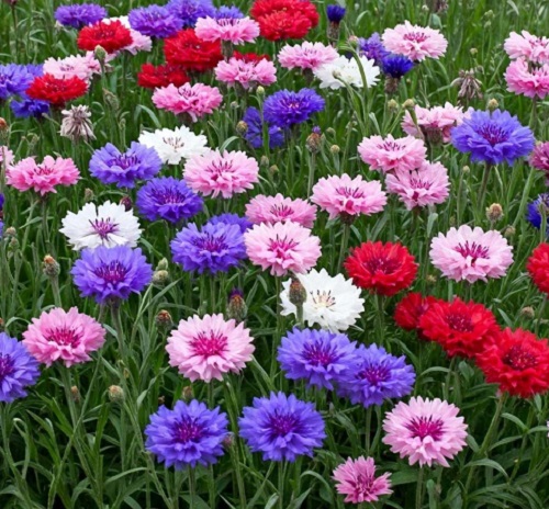 ./Cornflower_Mixed3_1783891831471