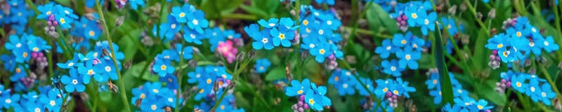 ./Cynoglossum-bigstock-194514862-4-1024x680_1783830837188