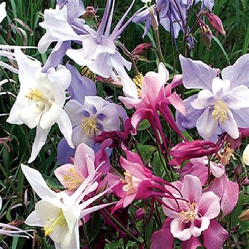 ./DwColumbine01_1783477183531