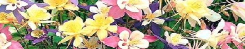 ./DwColumbine03_1783477538577_1783831876829