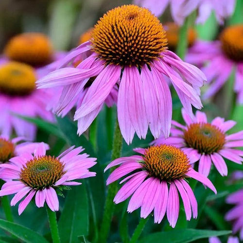 ./Echinacea001_1783478967790