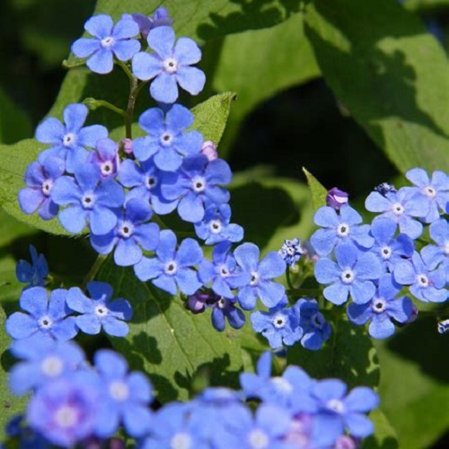 ./ForgetMeNot01_1783476922579_1783830829374