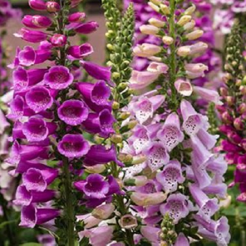 ./Foxglove1_1783549940972