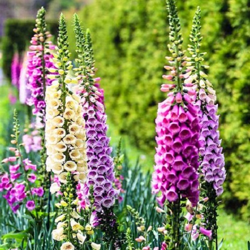 ./Foxglove2_1783549952877