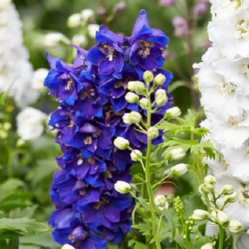 ./Larkspur001_1783551175300