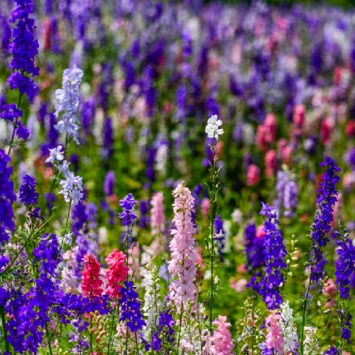 ./Larkspur002_1783551044322