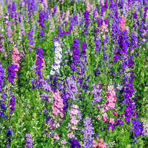 ./Larkspur003_1783551054107
