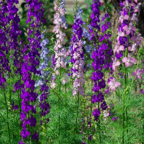 ./Larkspur004_1783551159104