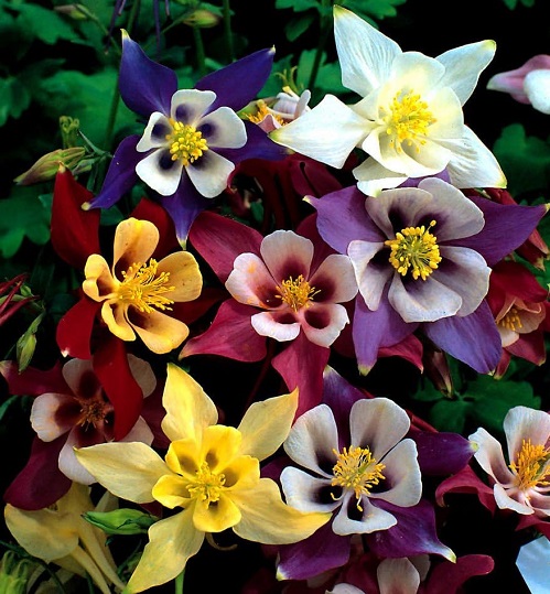 ./McKana_Giants_Columbine_03_1783831791495