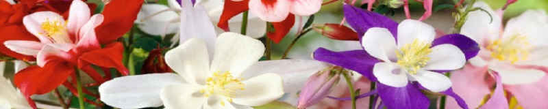 ./McKana_Giants_Columbine_Wide_1783831683578