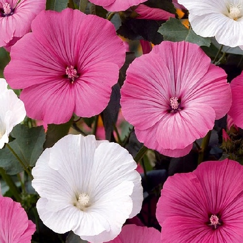 ./MixedRoseMallow_1783551709635