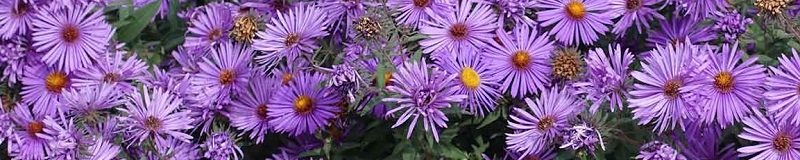 ./New_England_Aster_Wide_1783786314895